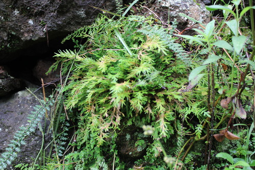 Selaginella pallescens observed 2026-10-10