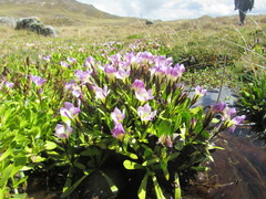 Gentianaceae