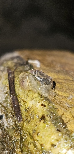 Haminoea virescens, 2026-10-14