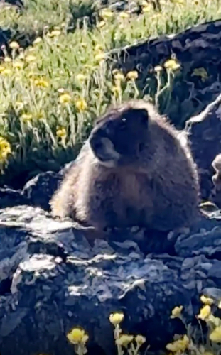 Yellow-bellied Marmot observed by carsonagould