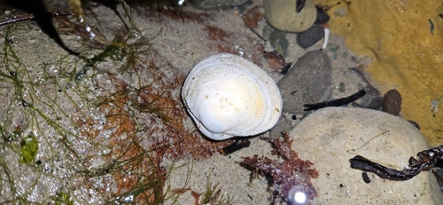 Leukoma staminea, 2026-10-14