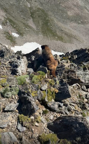 Yellow-bellied Marmot observed by carsonagould