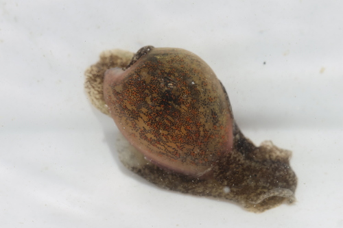 Haminoea vesicula, 2026-10-06
