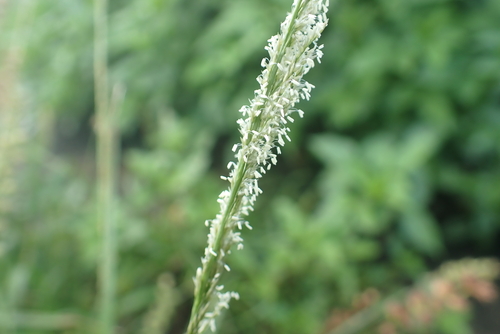 Sporobolus fertilis observed 2026-10-13