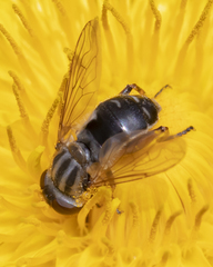 Anasimyia bilinearis