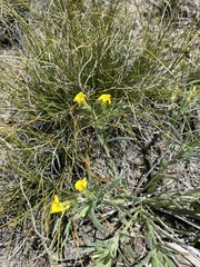 Lithospermum incisum