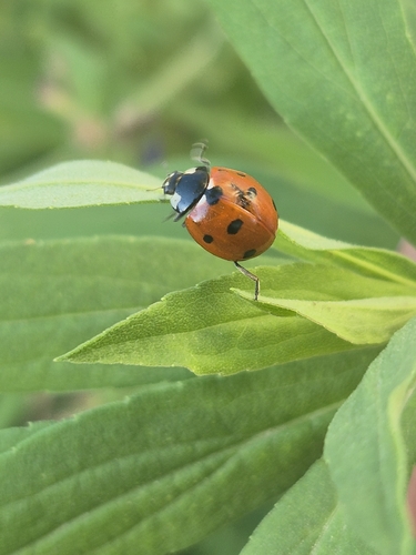 Seven-spotted Lady Beetle