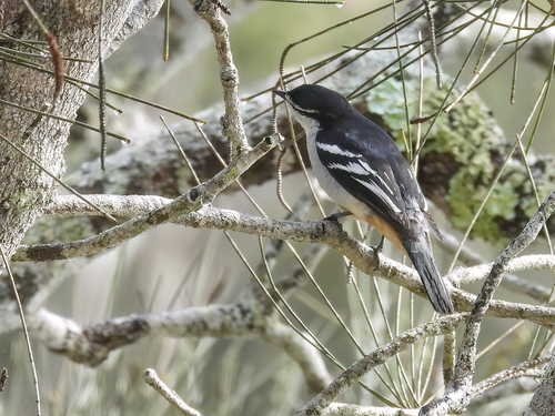 Lalage leucomela observed 2026-10-15
