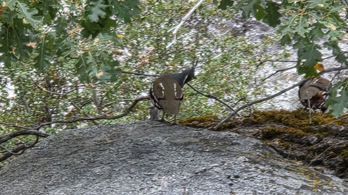 Oreortyx pictus observed 2026-10-10