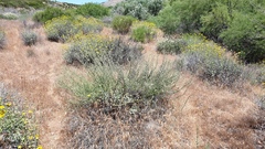 Erigeron breweri var. covillei