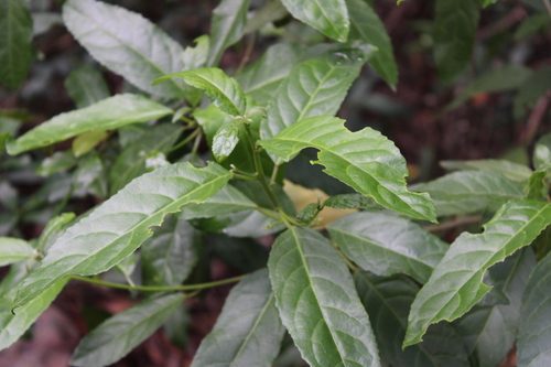 Claoxylon observed 2026-10-15