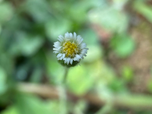 Erigeron bellioides observed 2026-10-15