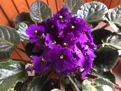 Streptocarpus ionanthus