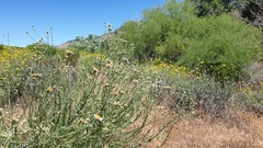 Erigeron breweri covillei