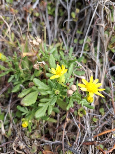Senecio lautus observed 2026-10-15