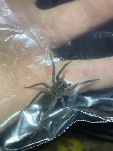 Wetland Giant Wolf Spider