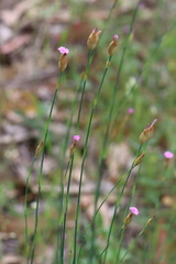 Petrorhagia nanteuilii
