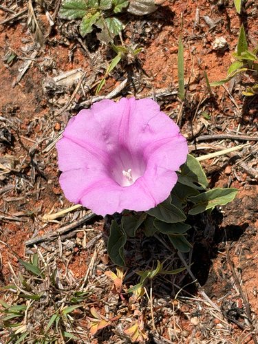 Poison Morning Glory