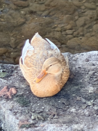 Domestic Mallard