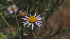 Erigeron breweri covillei