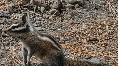 Lodgepole Chipmunk observed by this_scientician