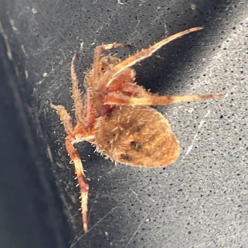 Spotted Orbweaver