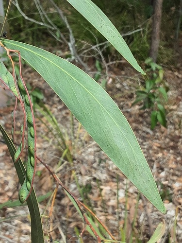 Acacia falcata observed 2026-10-05