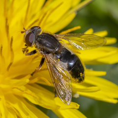 Anasimyia bilinearis