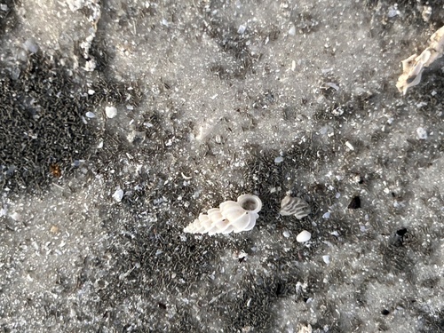 Epitonium angulatum observed 2026-10-14