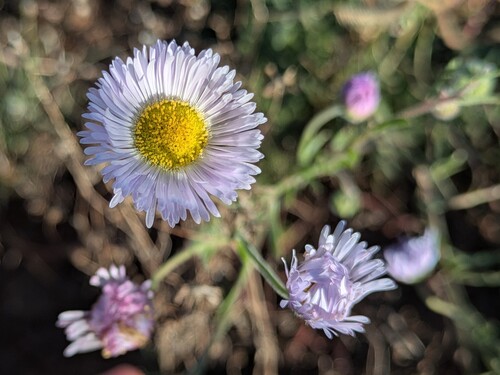 Erigeron tracyi