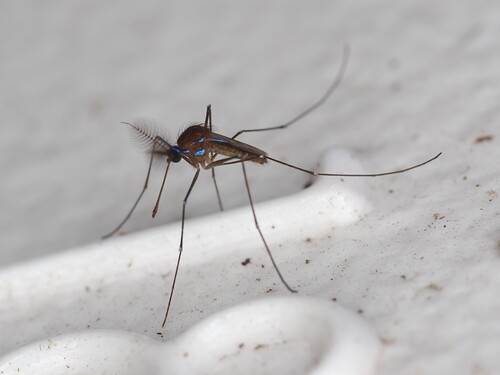 Sapphire-striped Mosquito