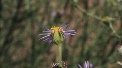 Erigeron breweri covillei