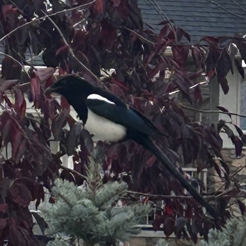 Black-billed Magpie
