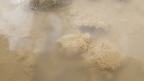 Triops longicaudatus observed 2026-10-10