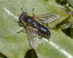 Anasimyia bilinearis