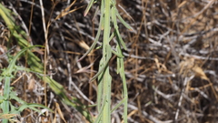 Erigeron breweri covillei
