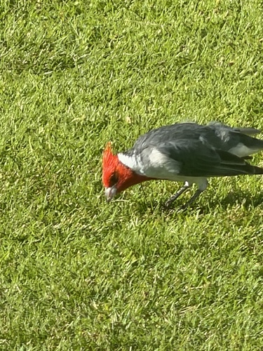 Paroaria coronata observed 2026-10-14