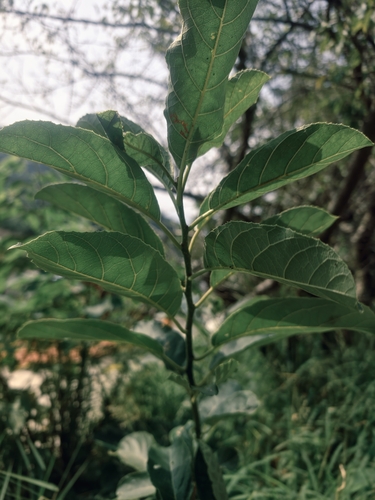 Ehretia acuminata observed 2026-10-15