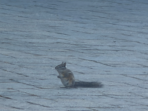 Merriam's Chipmunk observed by bchamplin