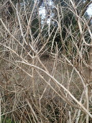 Lonicera involucrata