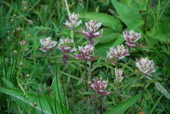 Castilleja pavlovii