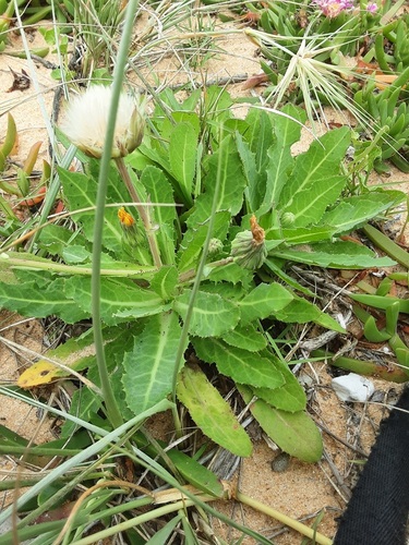 Sonchus megalocarpus, 2026-10-05