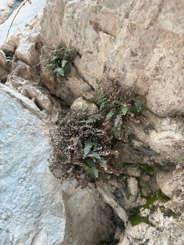 Fee's lip fern