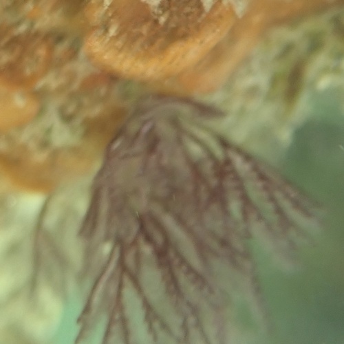 Neritina observed 2026-10-14