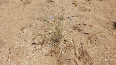 Eriastrum sapphirinum sapphirinum