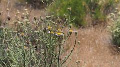 Erigeron breweri covillei