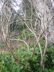 Lonicera involucrata