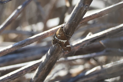 Hawaiian Beet Webworm Moth