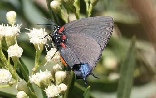 Great Purple Hairstreak