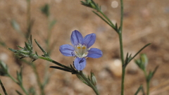 Eriastrum sapphirinum sapphirinum